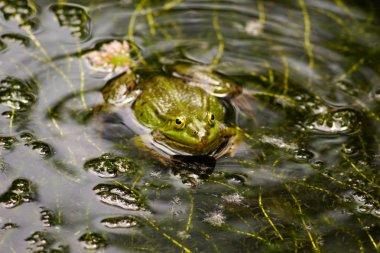 Çiçek bahçeleri. Çiçekler, ağaçlar. Doğa. Bahçelerde bahar