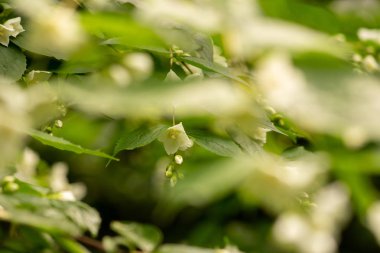 Çiçek bahçeleri. Çiçekler, ağaçlar. Doğa. Bahçelerde bahar