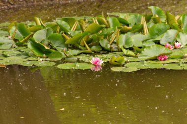 Çiçek bahçeleri. Çiçekler, ağaçlar. Doğa. Bahçelerde bahar