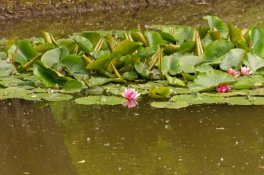 Çiçek bahçeleri. Çiçekler, ağaçlar. Doğa. Bahçelerde bahar
