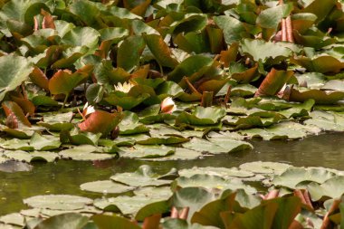 Çiçek bahçeleri. Çiçekler, ağaçlar. Doğa. Bahçelerde bahar