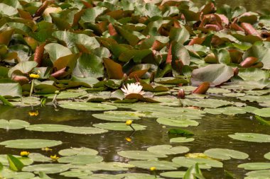 Çiçek bahçeleri. Çiçekler, ağaçlar. Doğa. Bahçelerde bahar