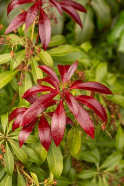 Çiçek bahçeleri. Çiçekler, ağaçlar. Doğa. Bahçelerde bahar