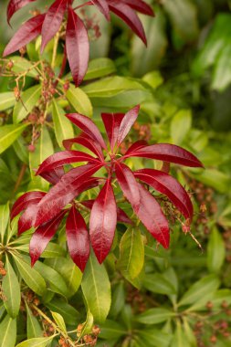 Çiçek bahçeleri. Çiçekler, ağaçlar. Doğa. Bahçelerde bahar