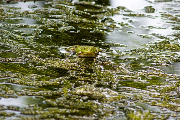 Ogrody kwiatowe. Kwiaty, drzewa. Natura. Wiosna w ogrodach — Zdjęcie stockowe