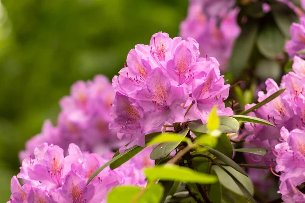 Flower gardens. Flowers, trees. Nature. Spring in the gardens