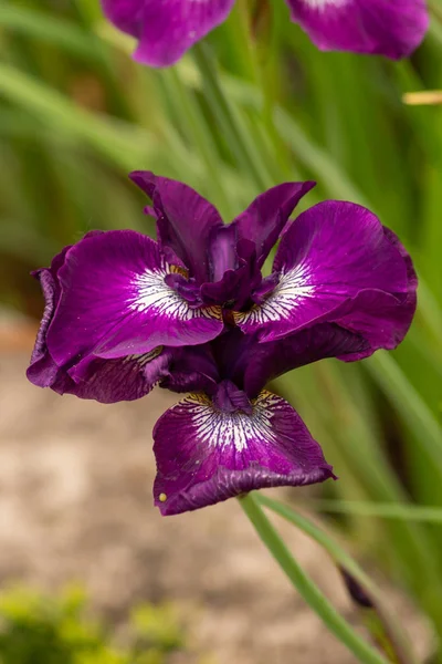 Jardins. Flores, árvores. Natureza. Primavera nos jardins — Fotografia de Stock