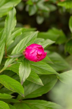 Çiçek bahçeleri. Çiçekler, ağaçlar. Doğa. Bahçelerde bahar