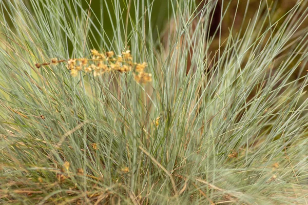 Ogrody kwiatowe. Kwiaty, drzewa. Natura. Wiosna w ogrodach — Zdjęcie stockowe