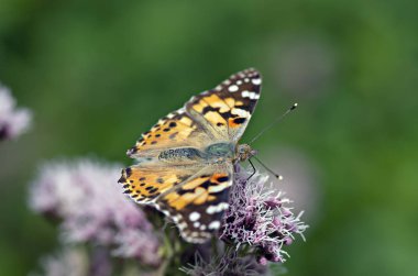 Doğanın koynunda çiçekler ve böcekler. Polonya parkları ve çayırları