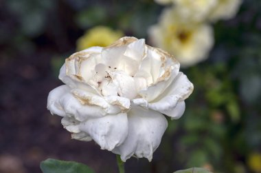 Doğanın koynunda çiçekler ve böcekler. Polonya parkları ve çayırları