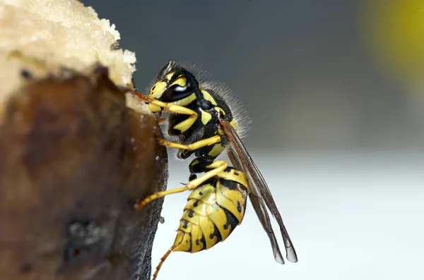 Bloemen Insecten Boezem Van Natuur Poolse Parken Weilanden — Stockfoto