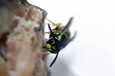 Makro mercekte böcekler ve bitkiler