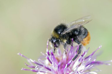 Makro mercekte böcekler ve bitkiler