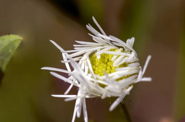 Insekten Und Pflanzen Makrolinsen — Stockfoto