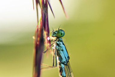 Makro mercekteki bitkiler ve böcekler