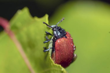 Makro mercekteki bitkiler ve böcekler