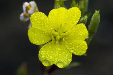 Makro mercekteki bitkiler ve böcekler