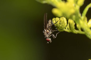 Makro mercekteki bitkiler ve böcekler