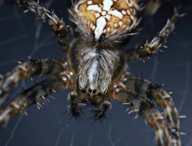 Makro mercekteki bitkiler ve böcekler