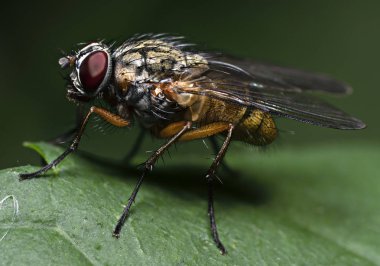 Makro mercekteki bitkiler ve böcekler