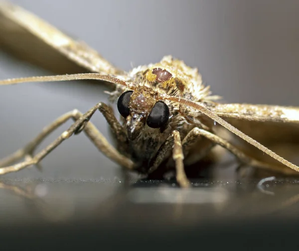 Planten Insecten Een Macro Lens — Stockfoto