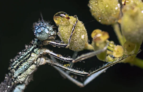 宏观透镜中的植物和昆虫 — 图库照片