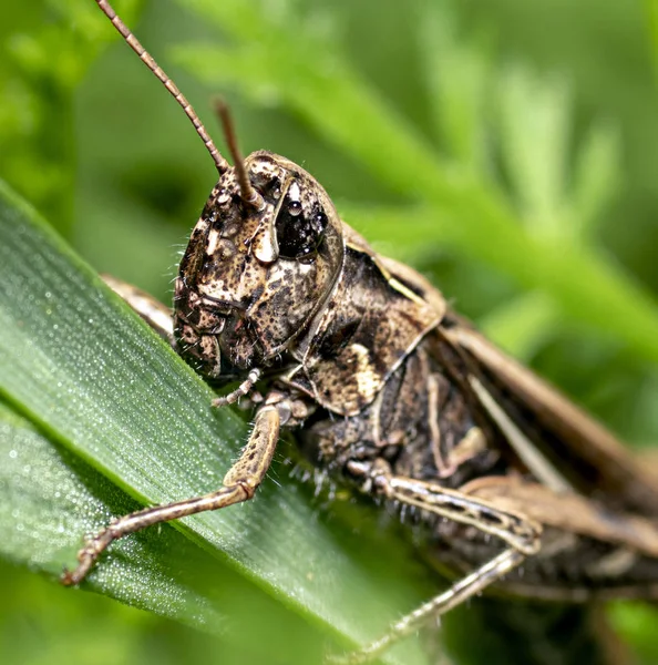 Plantas Insectos Una Lente Macro — Foto de Stock