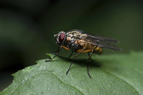 Plantas Insectos Una Lente Macro — Foto de Stock