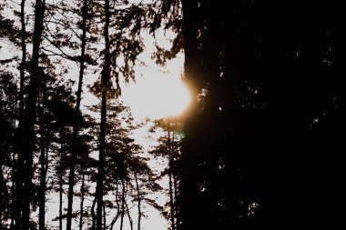 Zehirli mantarlar. Toadstool ve güzel orman