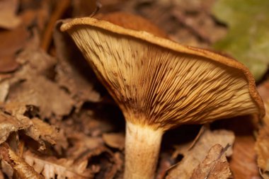 Zehirli mantarlar. Toadstool ve güzel orman