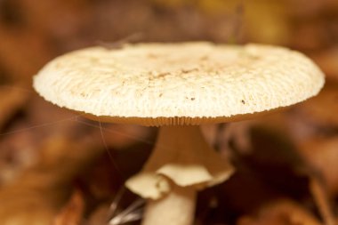 Zehirli mantarlar. Toadstool ve güzel orman