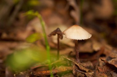 Zehirli mantarlar. Toadstool ve güzel orman