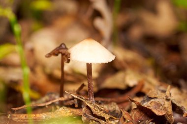 Zehirli mantarlar. Toadstool ve güzel orman