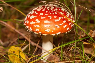 Zehirli mantarlar. Toadstool ve güzel orman