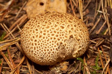 Zehirli mantarlar. Toadstool ve güzel orman