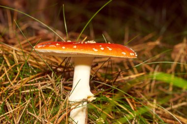 Zehirli mantarlar. Toadstool ve güzel orman