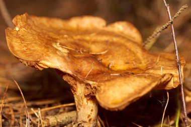 Zehirli mantarlar. Toadstool ve güzel orman