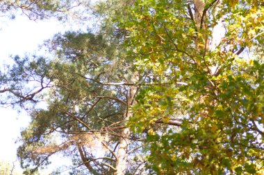 Zehirli mantarlar. Toadstool ve güzel orman