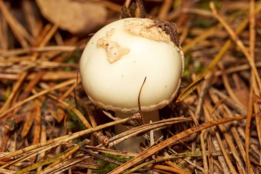 Zehirli mantarlar. Toadstool ve güzel orman
