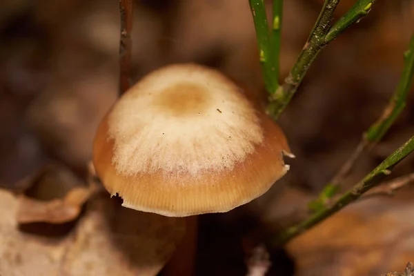 독성 버섯. 의자와 아름다운 숲 — 스톡 사진