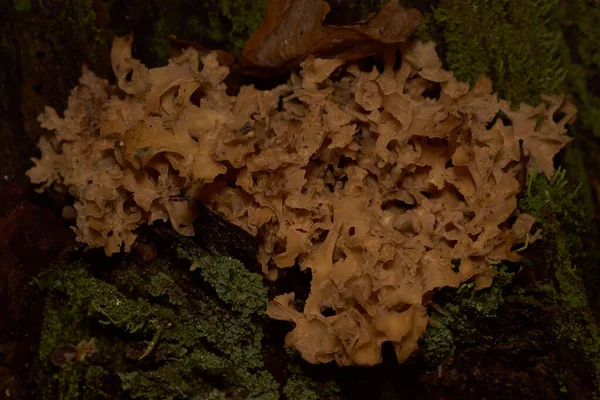 Giftige paddenstoelen. Paddestoel en prachtig bos — Stockfoto