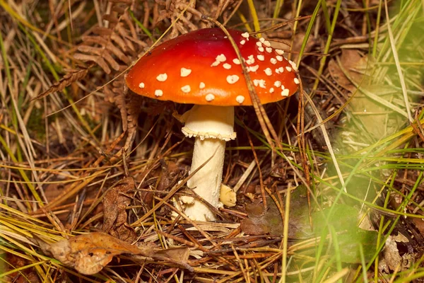 Giftiga svampar. Toadstool och vacker skog — Stockfoto