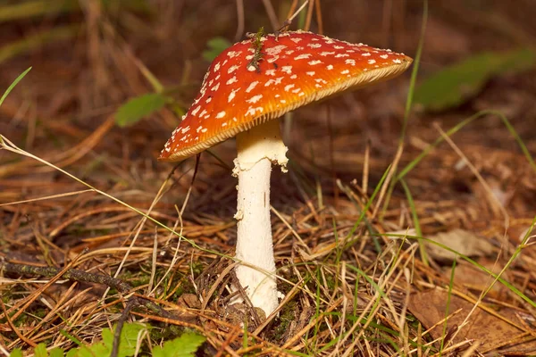 Poisonous Mushrooms. Toadstool and beautiful forest