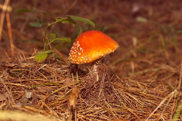 Poisonous Mushrooms. Toadstool and beautiful forest — Stock Photo, Image