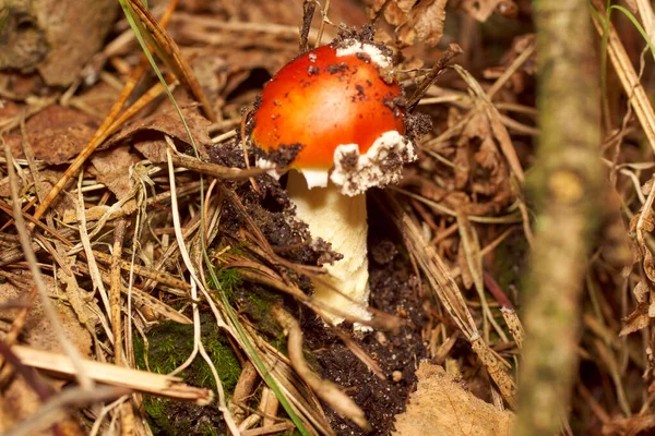 Giftiga svampar. Toadstool och vacker skog — Stockfoto