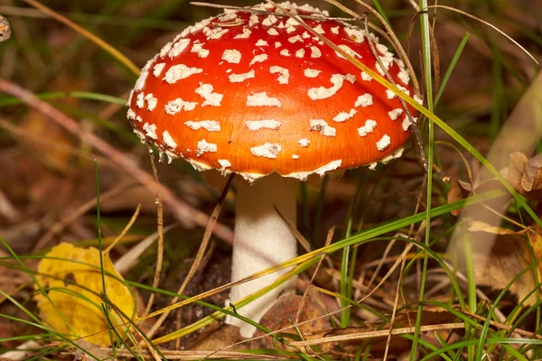 Champiñones venenosos. Taburete de sapo y hermoso bosque — Foto de Stock