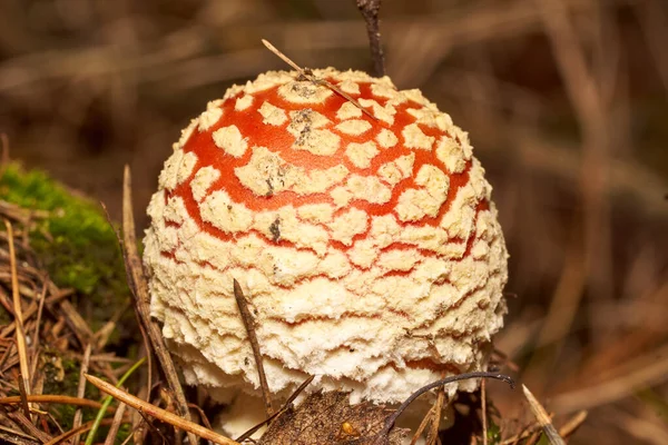 Cogumelos venenosos. Toadstool e bela floresta — Fotografia de Stock