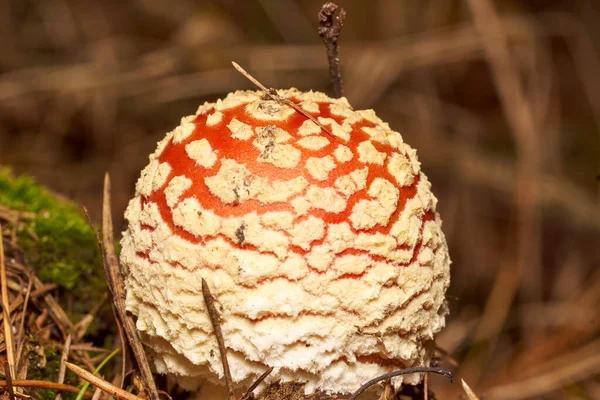 Cogumelos venenosos. Toadstool e bela floresta — Fotografia de Stock