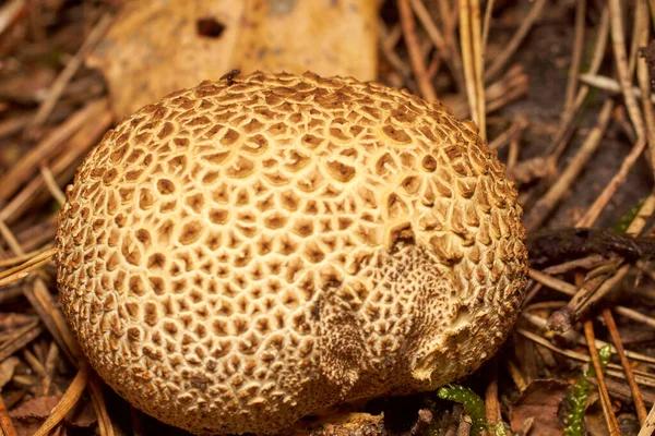 Cogumelos venenosos. Toadstool e bela floresta — Fotografia de Stock